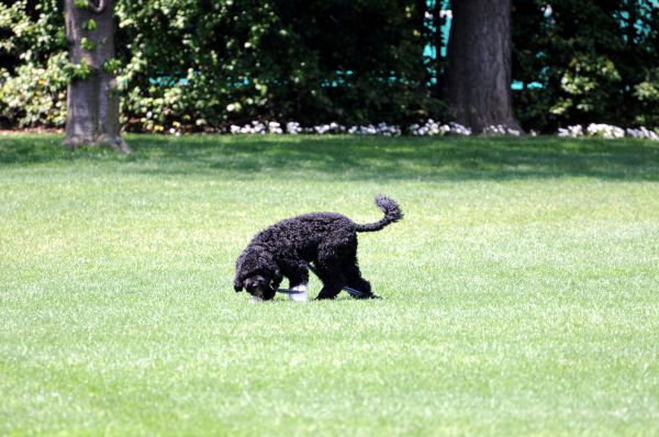 חריג: כלב ביתי נדבק בכלבת במושב פרזון