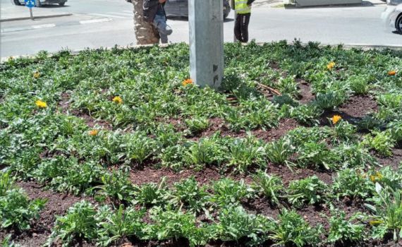 עיריית ירושלים במבצע שתילה לפני שנת השמיטה