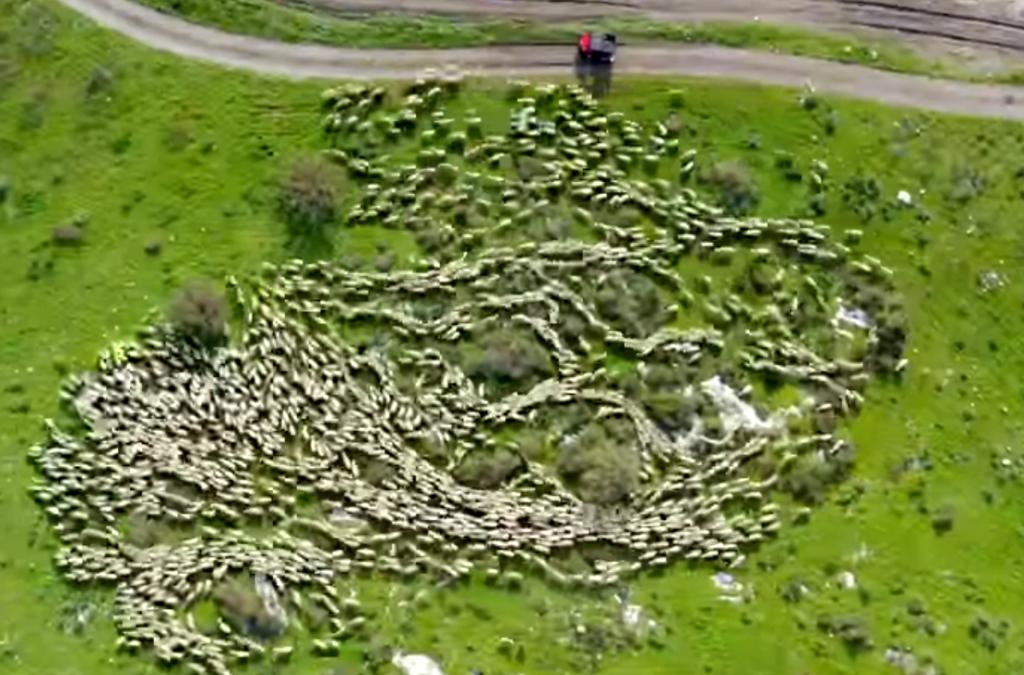 מרהיב: תנועת עדר כבשים הפכה לויראלית