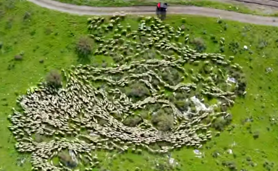 מרהיב: תנועת עדר כבשים הפכה לויראלית