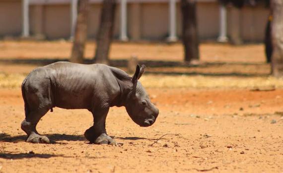 "אני מאחל לך חיים נפלאים"| למה הנשיא ברך קרנף?