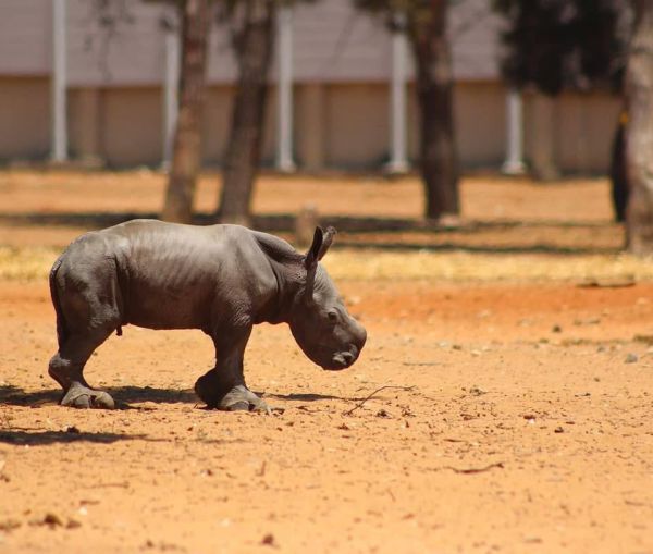 "אני מאחל לך חיים נפלאים"| למה הנשיא ברך קרנף?