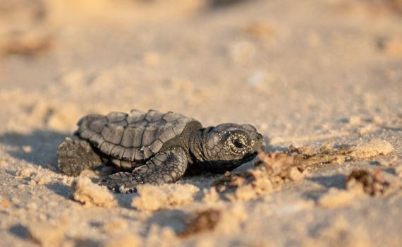 לראשונה: קן של צבת ים חומה באילת