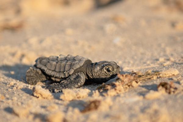 לראשונה: קן של צבת ים חומה באילת