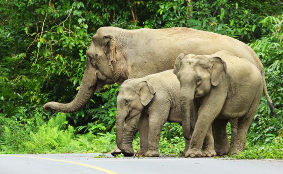 עדר פילים חדר לעיר בסין, התושבים הסתגרו בביתם
