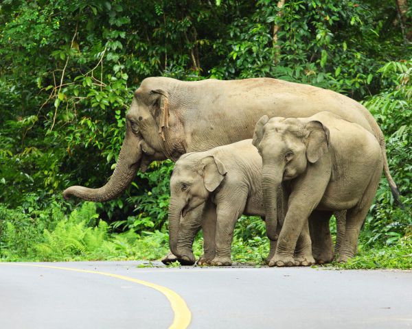 עדר פילים חדר לעיר בסין, התושבים הסתגרו בביתם