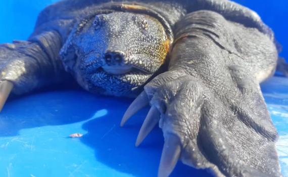 צפו: צב הים הרך שנמצא פצוע, שב בחזרה לטבע