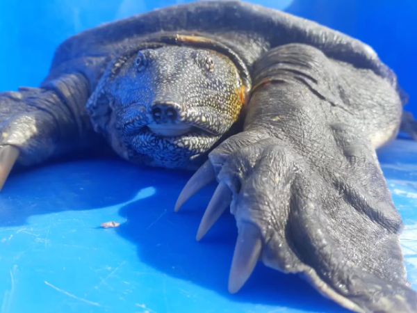 צפו: צב הים הרך שנמצא פצוע, שב בחזרה לטבע