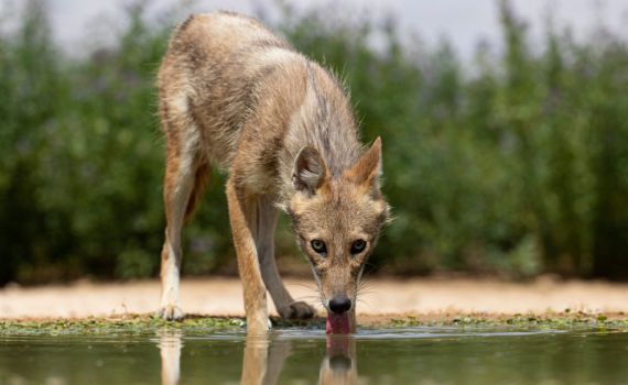 אזהרה למטיילים: בעלי חיים נגועים בכלבת אותרו בצפון