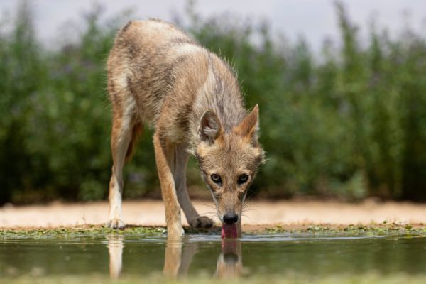 אזהרה למטיילים: בעלי חיים נגועים בכלבת אותרו בצפון