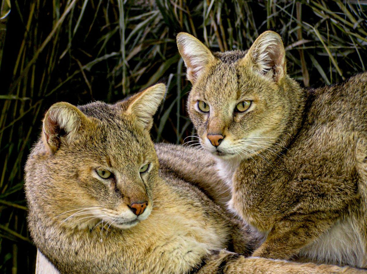 יוצר "ארץ בראשית" בסרט חדש ודרמטי