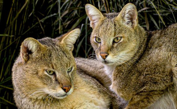 יוצר "ארץ בראשית" בסרט חדש ודרמטי