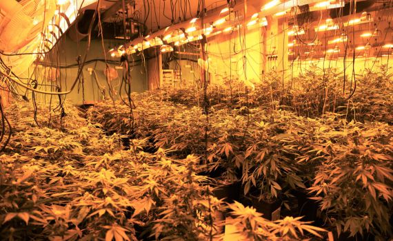 חממת קנביס ענקית התגלתה בהאנגר במרכז