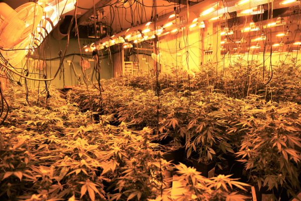 חממת קנביס ענקית התגלתה בהאנגר במרכז