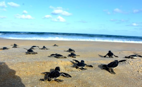 מרגש: 99 צבים ירוקים הושבו לים