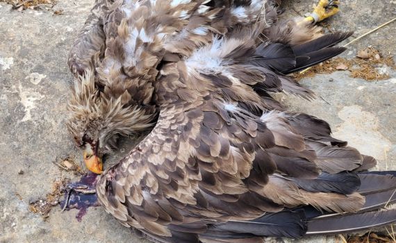 חשד להרעלה אסורה של חיות בר באזור הגליל העליון