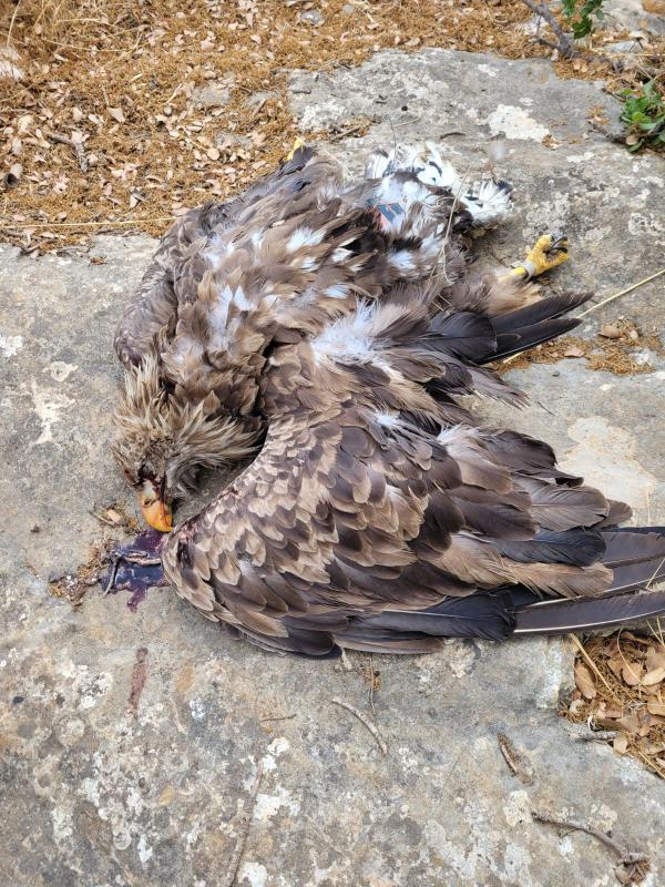 חשד להרעלה אסורה של חיות בר באזור הגליל העליון