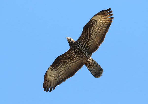 לראשונה קינון של אית צרעים בישראל