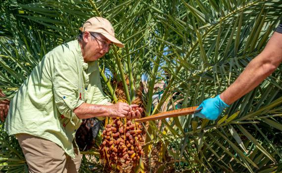אחרי 2,000 שנה: חוקרים שיחזרו עץ תמר מבית שני