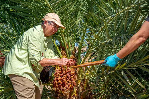 אחרי 2,000 שנה: חוקרים שיחזרו עץ תמר מבית שני