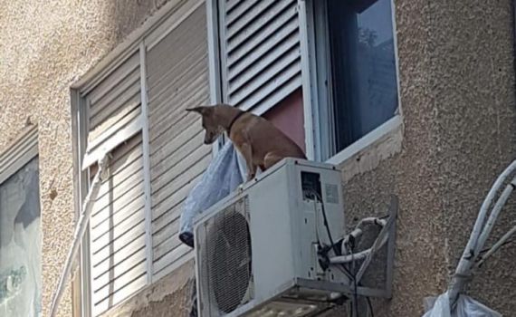 צעיר התעלל בכלב וקשר אותו על מזגן מחוץ לחלון