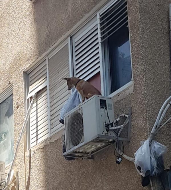 צעיר התעלל בכלב וקשר אותו על מזגן מחוץ לחלון