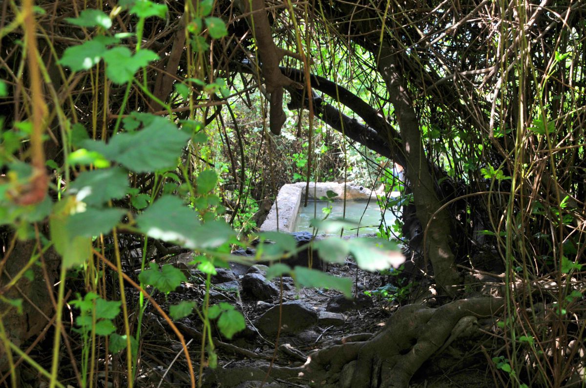 מושלם לקיץ: 4 מעיינות צוננים ברמת הגולן