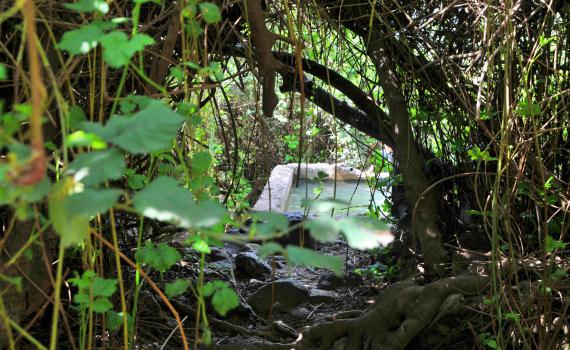 מושלם לקיץ: 4 מעיינות צוננים ברמת הגולן