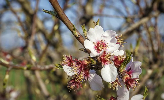 אזעקת טרנד ברוח הקייצית: פרחים