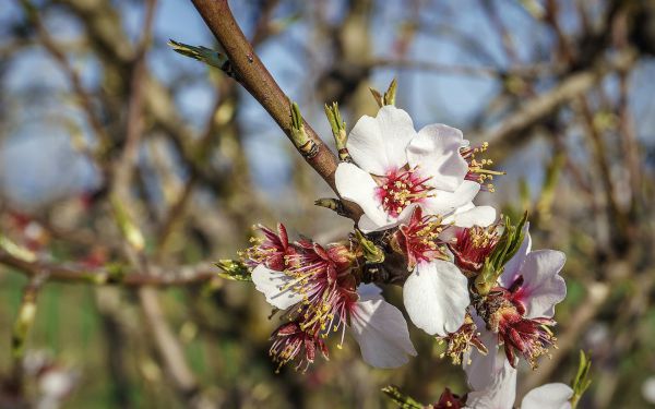 אזעקת טרנד ברוח הקייצית: פרחים