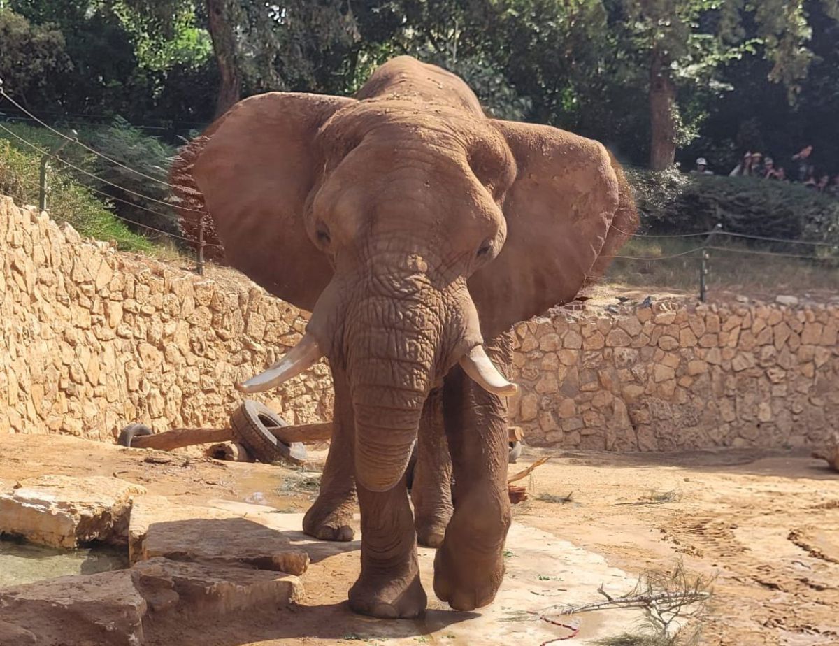 הטרגדיה של הפיל יוסי מהספארי| יום הפיל הבינלאומי