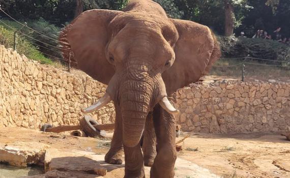 הטרגדיה של הפיל יוסי מהספארי| יום הפיל הבינלאומי