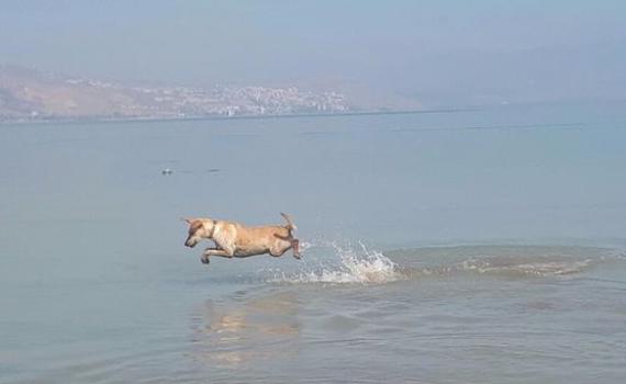 זיהום בצפון: חוף בכנרת נסגר לרחצה