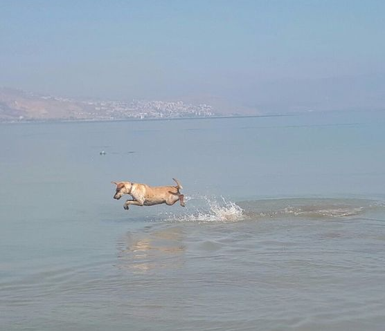 זיהום בצפון: חוף בכנרת נסגר לרחצה
