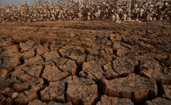 מכירת קרקע בשמיטה, מביאה ברכה – למאכערים