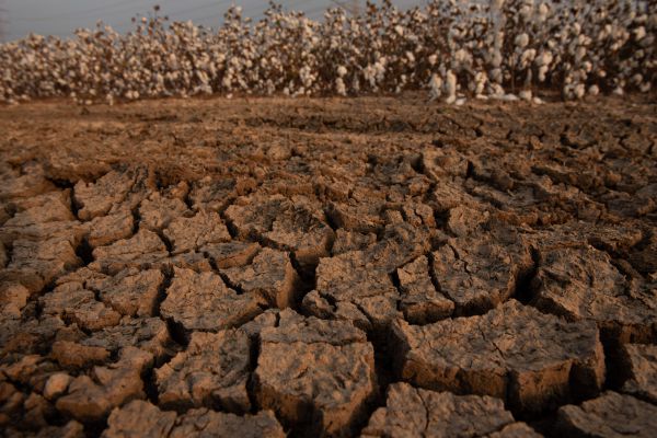 מכירת קרקע בשמיטה, מביאה ברכה – למאכערים