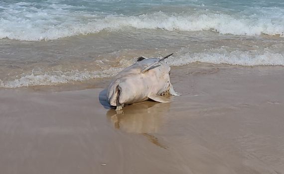עצוב: דולפין נמצא מת על החוף סמוך לכפר גלים