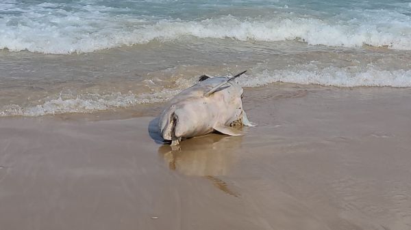 עצוב: דולפין נמצא מת על החוף סמוך לכפר גלים