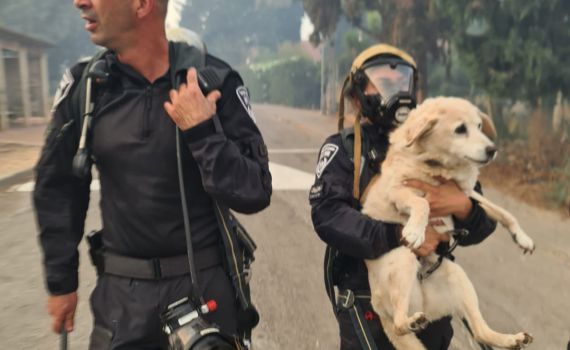 בצל הלחימה: נפתח מוקד לאיתור בעלי חיים בדרום