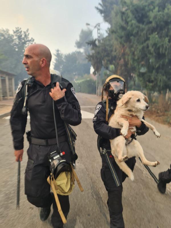 בצל הלחימה: נפתח מוקד לאיתור בעלי חיים בדרום