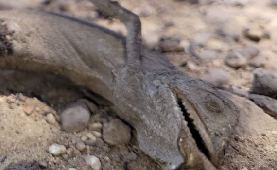 6,000 דונם נשרפו: הנזקים לטבע בהרי ירושלים | צפו