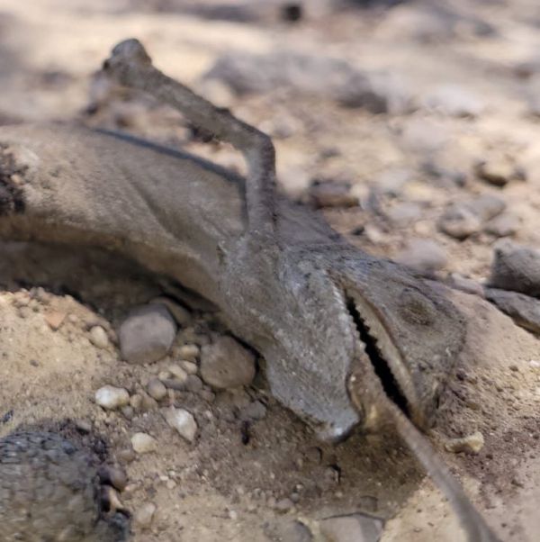 6,000 דונם נשרפו: הנזקים לטבע בהרי ירושלים | צפו