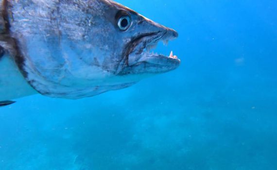 דרמה במפרץ אילת: דג ענק נתפס ונגרר על ידי דייג
