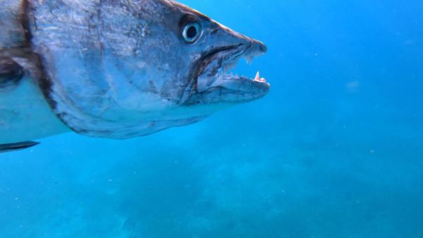 דרמה במפרץ אילת: דג ענק נתפס ונגרר על ידי דייג