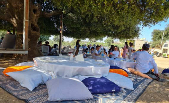 האלון הבודד כבר אינו בודד ומתחיל לחגוג