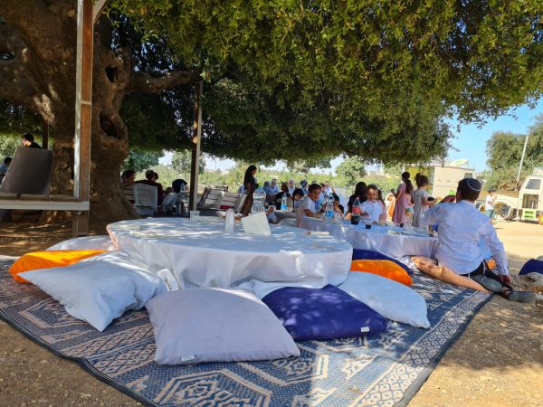 האלון הבודד כבר אינו בודד ומתחיל לחגוג