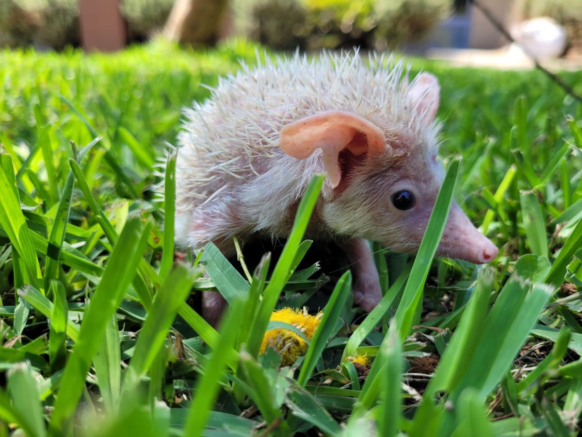 קיפוד החולות הלבקן: הכירו את צח