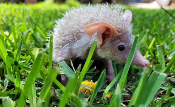 קיפוד החולות הלבקן: הכירו את צח