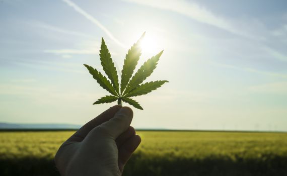 מלחמות הקנאביס| הצד שלא הכרתם •ביקורת ספרים