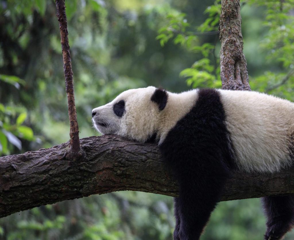 יום העצלנות: למה בעצם מגיע לכם לרבוץ על הספה?